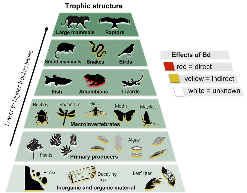Trophic Structure Diagram